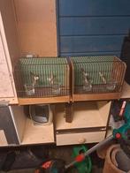 Oude zangkooitjes, Dieren en Toebehoren, Vogels | Hokken en Kooien, Ophalen of Verzenden, Gebruikt, Hout, Vogelkooi
