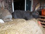 Jonge vlaamse reus, Dieren en Toebehoren, Konijnen