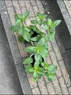 🌿 Biologische watermunt biologische water munt, Ophalen, Volle zon, Vaste plant, Kruiden