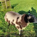 Mooie Bonte dekram, Dieren en Toebehoren, Mannelijk, Schaap