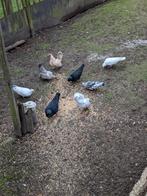 Gratis ophalen sierduiven en krielkippen, Dieren en Toebehoren, Pluimvee