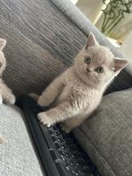 Hele mooie brits korthaar lilac poesje., Dieren en Toebehoren, Katten en Kittens | Raskatten | Korthaar, Poes, Ontwormd, 0 tot 2 jaar