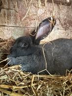 Grote blauwe wener voedster, Dieren en Toebehoren, Vrouwelijk, Groot