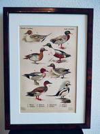 Litho Floericke IJseend Slobeend Smient Taling 1922, Ophalen of Verzenden