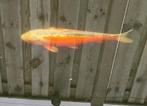 Koi koikarper, Karper of Koi