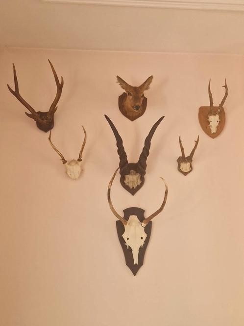 Verzameling geweien en hertenkamp, 7 stuks, Huis en Inrichting, Woonaccessoires | Wanddecoraties, Zo goed als nieuw, Ophalen of Verzenden