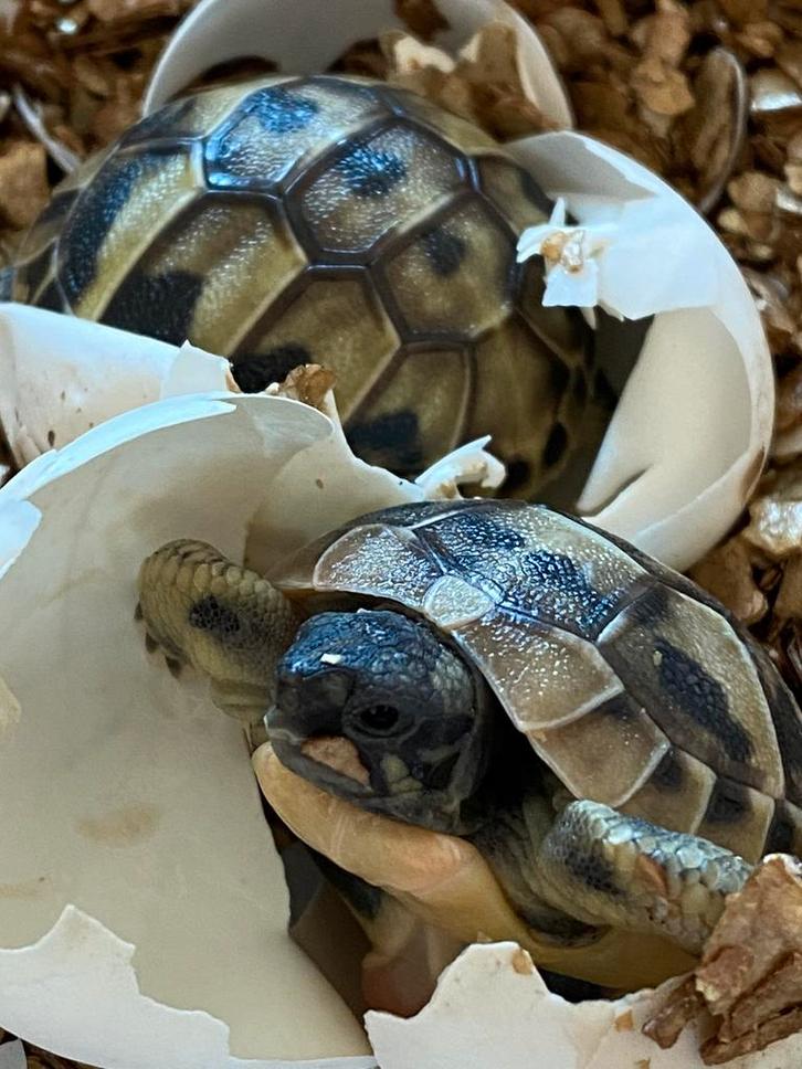 Prachtige, gezonde Griekse Landschildpadden. Nakweek 2025 !, Dieren en Toebehoren, Reptielen en Amfibieën, Schildpad, 0 tot 2 jaar