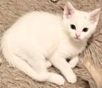 Kitten - zie omschrijving, Poes