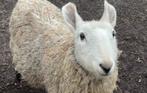 Border Leicester Ram. Schaap., Dieren en Toebehoren, Schapen, Geiten en Varkens, Mannelijk, Schaap