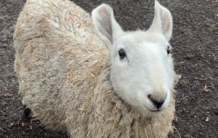 Border Leicester Ram. Schaap., Dieren en Toebehoren, Schapen, Geiten en Varkens, Schaap, Mannelijk