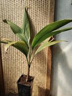 Calyptrocalyx spicatus, Huis en Inrichting, Palm, Ophalen of Verzenden, In pot, Minder dan 100 cm