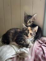 Twee katertjes en een poesje, Dieren en Toebehoren, Katten en Kittens | Raskatten | Korthaar, Meerdere dieren, Ontwormd