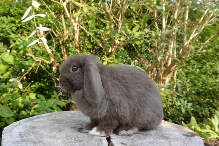 Super leuk choco VM minilop rammetje te koop, Dieren en Toebehoren, Konijnen, Dwerg, Mannelijk, 0 tot 2 jaar, Hangoor