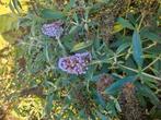 Onbespoten Vlinderstruiken Buddleja Davidii Bio-geteeld, Ophalen, Overige soorten, Volle zon