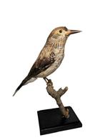 Notenkraker opgezet prachtig taxidermie opgezete vogel, Ophalen of Verzenden, Zo goed als nieuw, Vogel, Opgezet dier