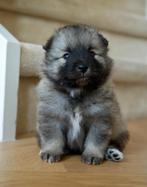 Gezonde Lieve Keeshond  Spitz Pupjes., Dieren en Toebehoren, Keeshond, Reu, 8 tot 15 weken, CDV (hondenziekte)