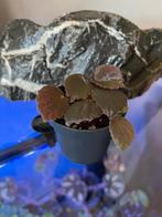 Begonia Aketajawensis darkform, Ophalen of Verzenden, Overige soorten, Minder dan 100 cm
