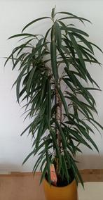 Ficus Alii bladplant, Huis en Inrichting, Kamerplanten, Ophalen, Ficus, 100 tot 150 cm, In pot