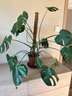 Monstera deliciosa, Ophalen, Overige soorten, Minder dan 100 cm