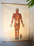 Oude schoolplaat van musculatuur van menselijk lichaam, rug, Ophalen of Verzenden, Natuur en Biologie