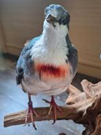 Opgezette vogel. Dolksteekduif. taxidermy, Verzamelen, Dierenverzamelingen, Ophalen of Verzenden, Vogel, Opgezet dier