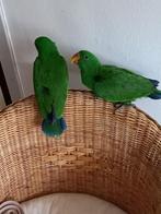 edelpapegaai, Dieren en Toebehoren, Vogels | Parkieten en Papegaaien, Mannelijk, Papegaai, Geringd