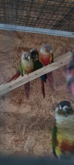 Pyrrhura kweekkoppels, Dieren en Toebehoren, Vogels | Parkieten en Papegaaien, Meerdere dieren, Parkiet, Geringd