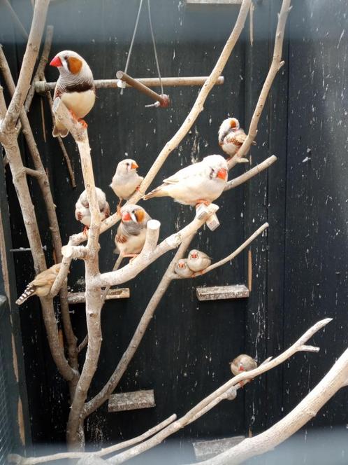 Mooie Zebravinken, Dieren en Toebehoren, Vogels | Overige Vogels, Tropenvogel, Meerdere dieren