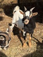 3-kleurige geitenbok, Dieren en Toebehoren, Schapen, Geiten en Varkens, Mannelijk, Geit