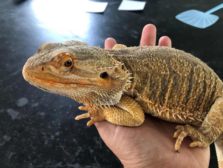 Onze lieve tamme baardagaam Flits, Dieren en Toebehoren, Reptielen en Amfibieën | Toebehoren, Zo goed als nieuw, Ophalen