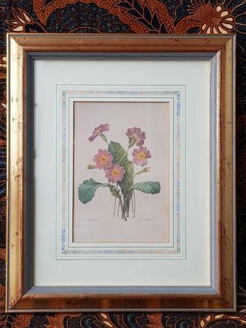 Sleutelbloem mooie ingelijste vintage litho uit Engeland. beschikbaar voor biedingen
