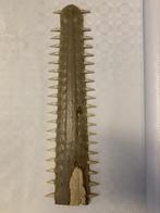 Zaagvis snuit, Ophalen of Verzenden, Beeldje of Figuurtje