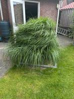 Gratis af te halen: riet, Tuin en Terras, Planten | Tuinplanten, Ophalen, Volle zon, Vaste plant, Siergrassen