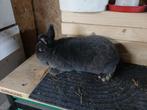 Blauwe wener te koop voedster, Dieren en Toebehoren, Konijnen, Vrouwelijk