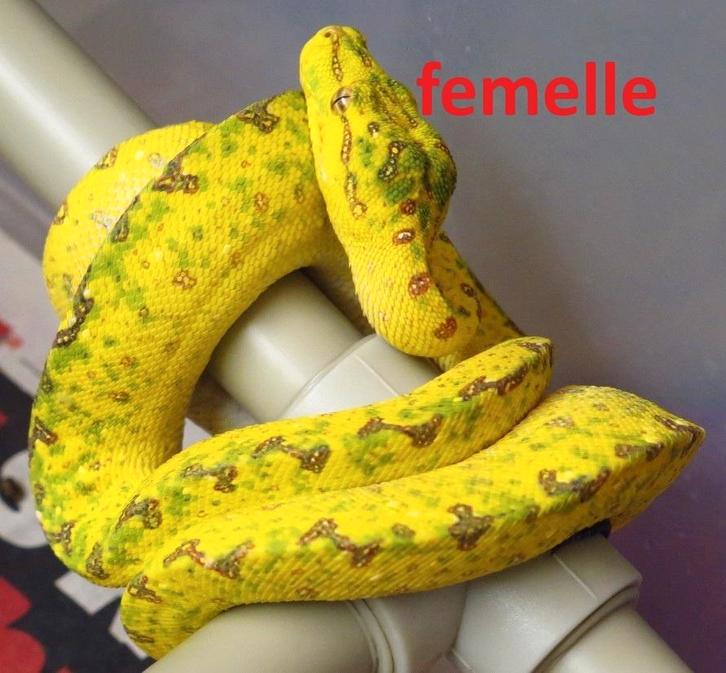 morelia viridis azurea biak