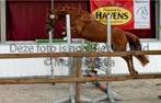 Knappe lieve New Forest Ster merrie 6 jaar, Dieren en Toebehoren, Pony's, Merrie, Gechipt, 3 tot 6 jaar, Recreatiepony