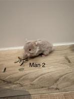 Baby Goudhamsters, Dieren en Toebehoren, Knaagdieren, Hamster, November, Meerdere dieren, Tam