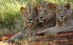 Wildlands Emmen, Tickets en Kaartjes, Recreatie | Dierentuinen
