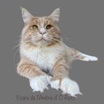 Maine Coon Dekkater Creme Silver Tabby, Dieren en Toebehoren, Katten en Kittens | Dekkaters