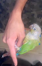 Pyrrhura de papegaai, Dieren en Toebehoren, Vogels | Parkieten en Papegaaien, Papegaai