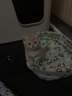 Britse korthaar kittens, Dieren en Toebehoren, Katten en Kittens | Raskatten | Korthaar, Meerdere dieren