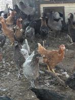 Legkippen, Dieren en Toebehoren, Pluimvee, Vrouwelijk, Kip