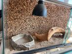 Terrarium inclusief lamp, Dieren en Toebehoren, Reptielen en Amfibieën | Toebehoren, Ophalen, Zo goed als nieuw, Terrarium of Paludarium