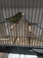 Diverse blackface grasparkieten dun fallow, Dieren en Toebehoren, Vogels | Parkieten en Papegaaien, Meerdere dieren, Parkiet