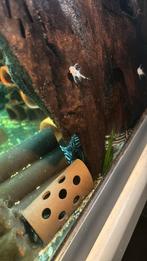 L46 8 stuks of meer interesse peiling 4v & 4m + aquarium, Dieren en Toebehoren, Vissen | Aquariumvissen, Vis