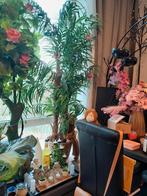 2 grote kamerplanten, Ophalen, Gebruikt, Binnen