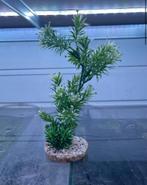 Aquarium ornament plant - tweedekans, Plant(en), Steen of Hout, Ophalen of Verzenden, Zo goed als nieuw
