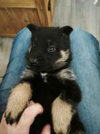 Duitse herder/husky pups, 8 tot 15 weken, Groot, CDV (hondenziekte), Meerdere