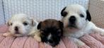 3 Pups, Dieren en Toebehoren, Honden | Chihuahua's en Gezelschapshonden, 8 tot 15 weken, Meerdere, Meerdere dieren, Chihuahua