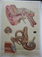 2 antieke linnen schoolplaten anatomische oor en oog, Antiek en Kunst, Natuur en Biologie, Ophalen of Verzenden